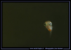 A baby (probably a couple of days) fresh water fish - his... by Michel Lonfat 